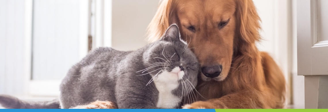 XOOM Energy, PetSmart Charities